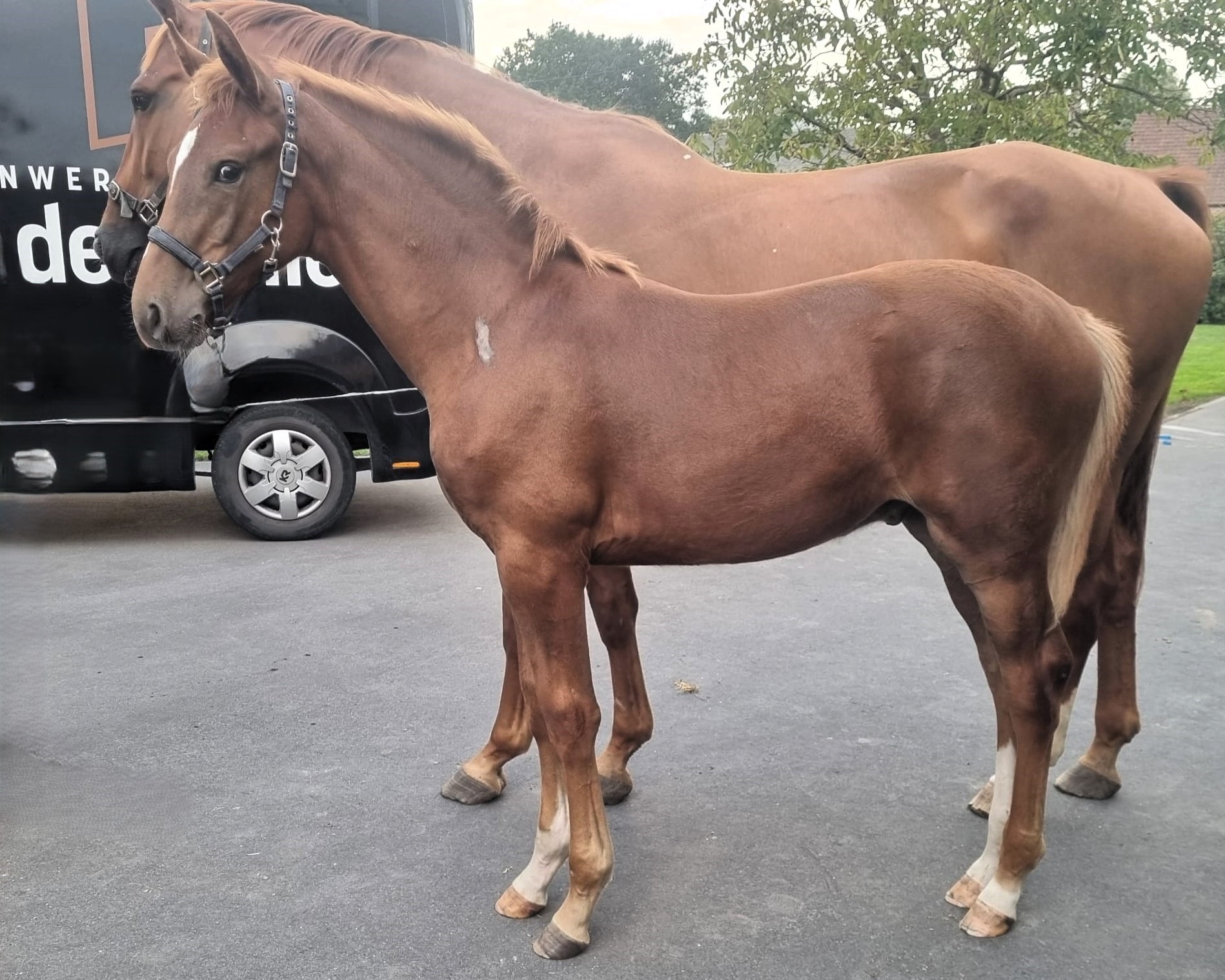 horse